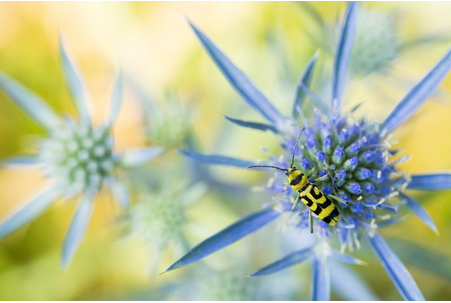 Insekt auf einer Blume